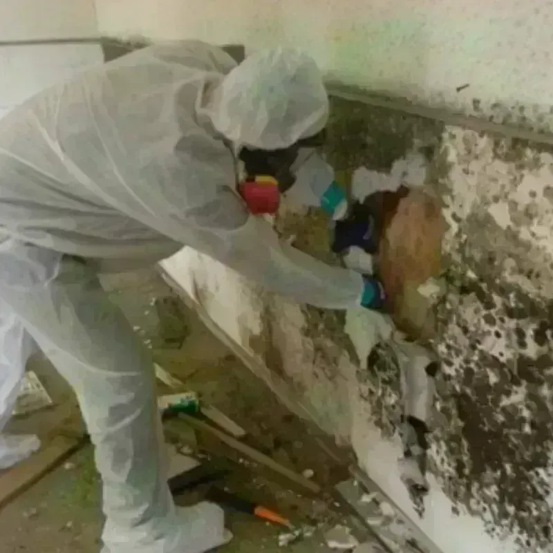 Mold Remediation and Removal in Knoxville, TN